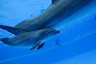 The newest addition to The Mirage's family of bottlenose dolphins, a 3 and a half week old male calf, swims with his mother 